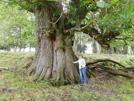 129 LargeSweetChestnutAtSymonsbury 1390x1043